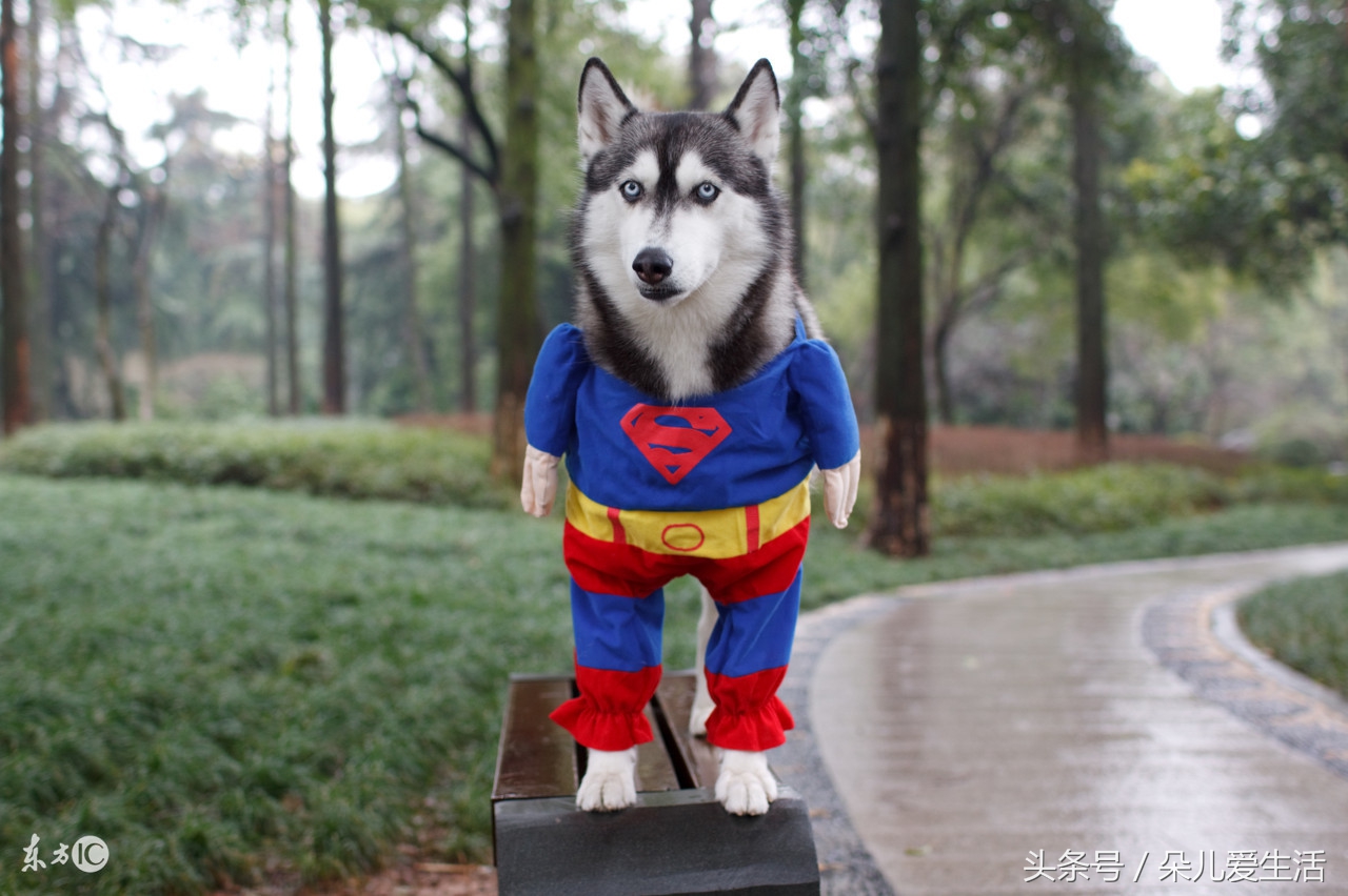 关于哈士奇的搞笑视频,关于哈士奇的视频