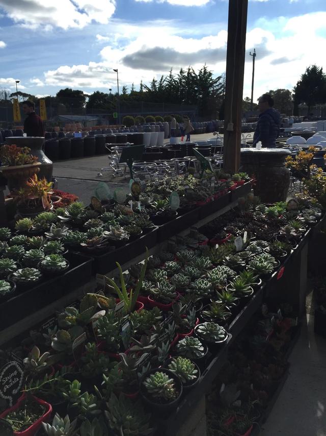 墨尔本多肉植物,多肉植物墨尔本