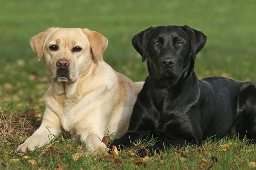 世界名犬排名前十名哪种最易训,十种名犬图及特色介绍