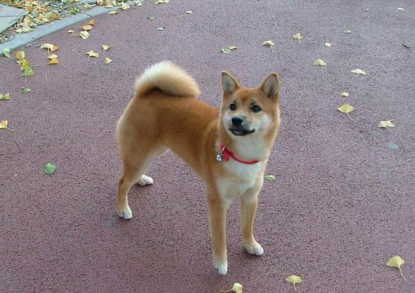 世界名犬排名前十名哪种最易训,十种名犬图及特色介绍