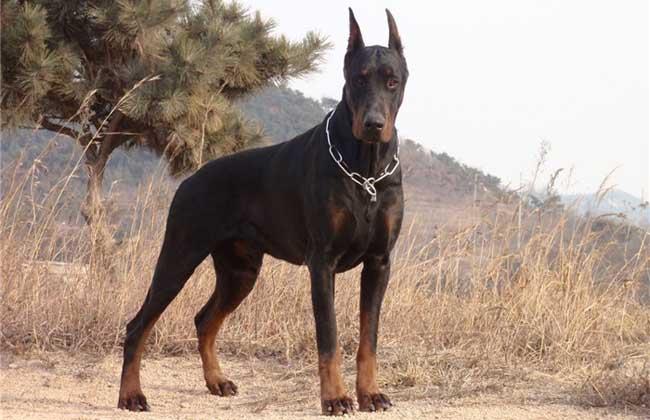 世界名犬排名前十名哪种最易训,十种名犬图及特色介绍