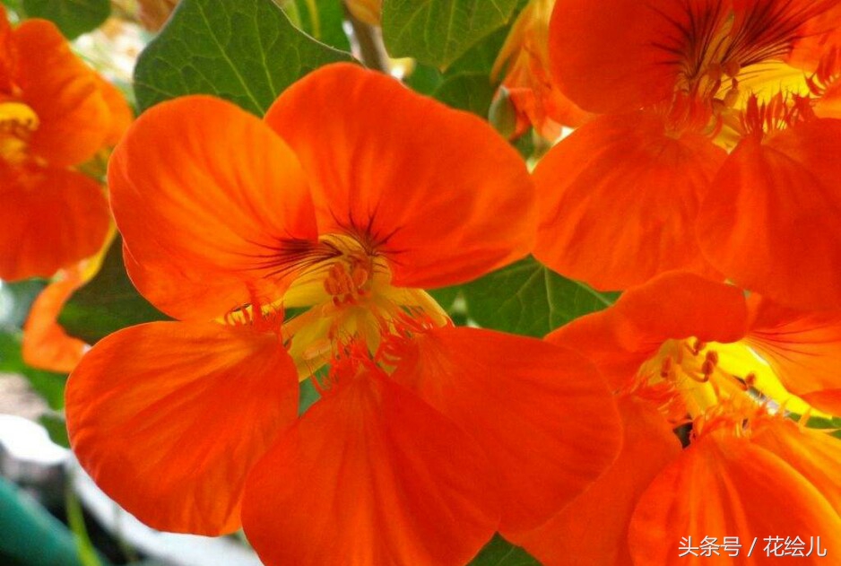 旱金莲花观赏图片,旱金莲花的功效与作用图解