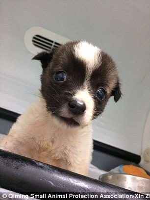 狗狗截肢后狗狗反应,没满月的小狗狗摔地上了