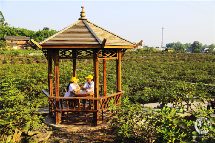 2020年威远无花果节,四川无花果节