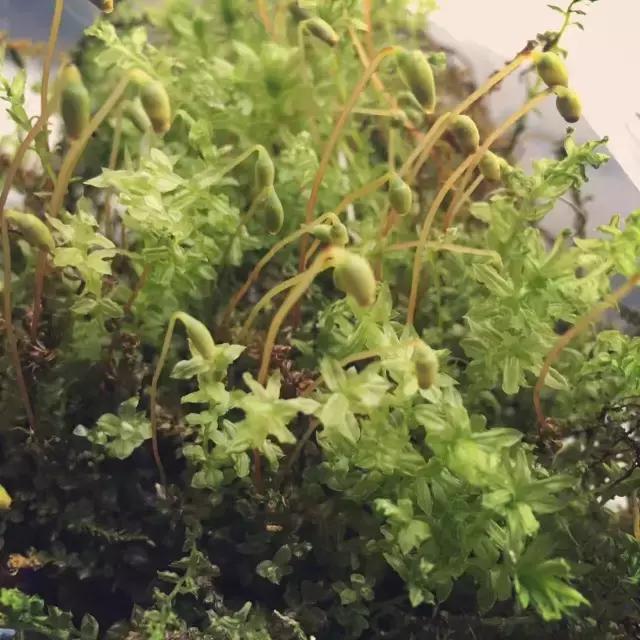 苔藓儿童科普,关于苔藓的小知识