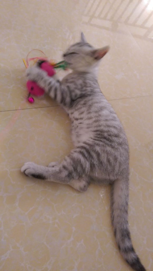 去宠物市场,1200买下只英短猫,喂养两月后,我们的噩梦开始了!