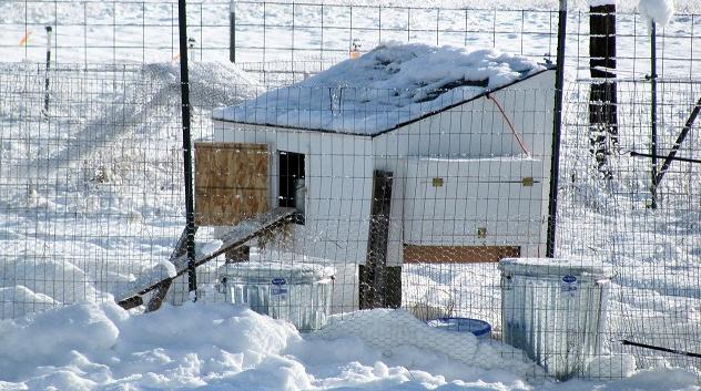 农村养鸡技巧视频新手,养鸡用什么方法鸡才健康