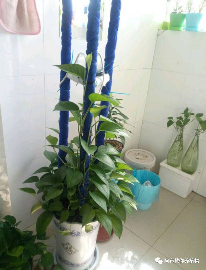 一个鸡蛋就可以让绿萝疯长,让绿萝长得快的方法有哪些