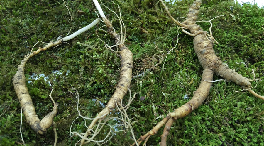 野山参与移山参的区别是什么 (野山参林下参和移山参的区别)