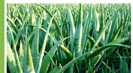 芦荟美白面膜的正确使用方法,一款适合所有肌肤的芦荟保湿面膜