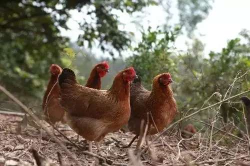 正宗清远鸡石锅鱼,清远猪肚鸡石锅鱼