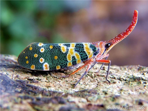 怀念小时候的玩具手枪,80后的童年农村男孩子玩的玩具