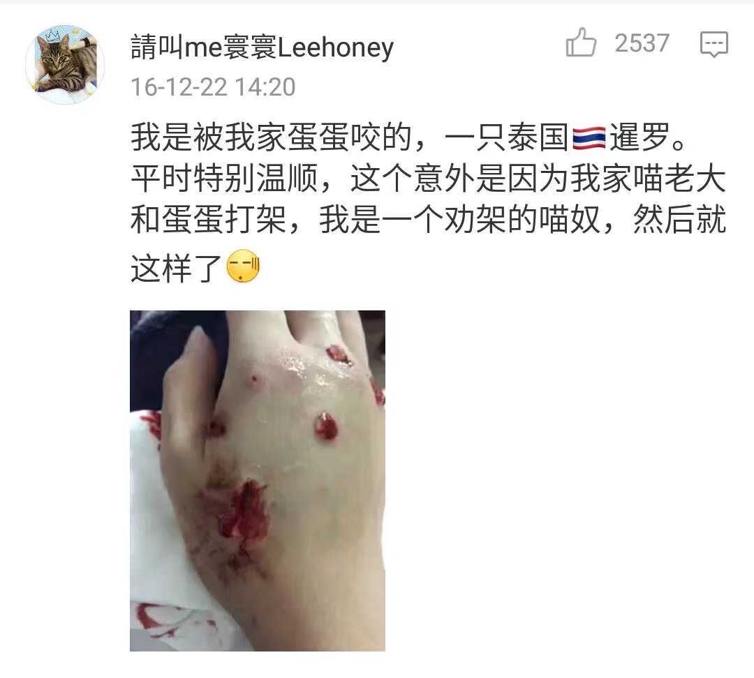 撸猫会不会上瘾,撸猫的正确撸法