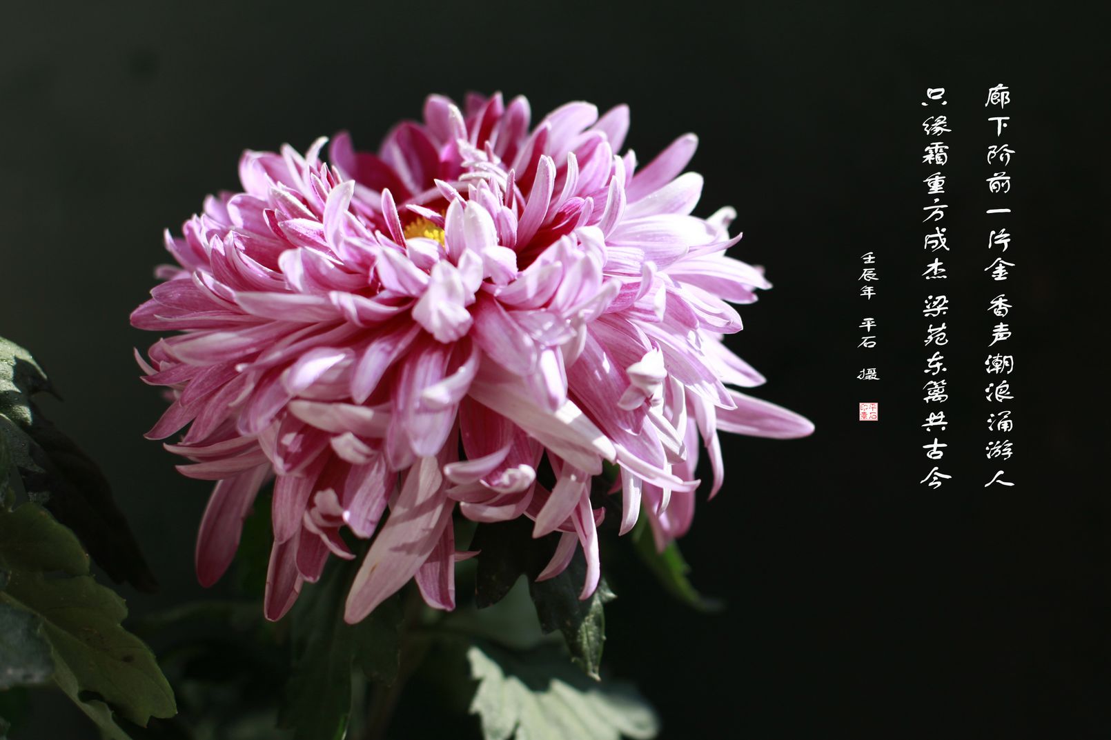 各种常见的花语,一些花的花语