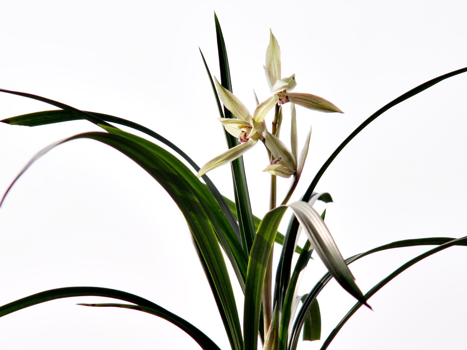 各种常见的花语,一些花的花语