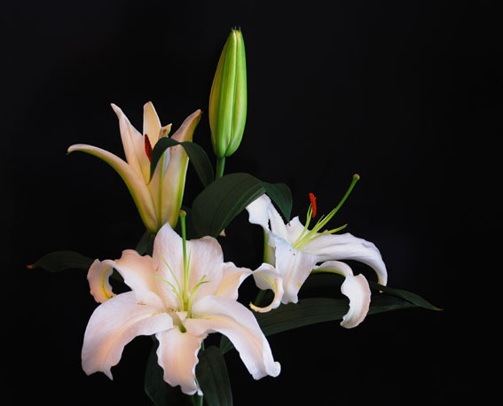 各种常见的花语,一些花的花语