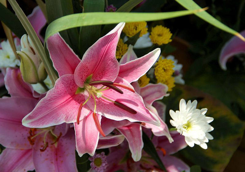 各种常见的花语,一些花的花语