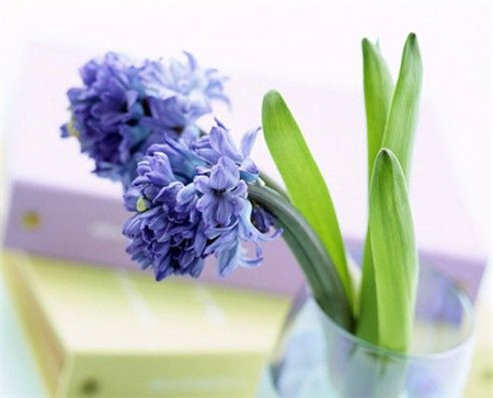 各种常见的花语,一些花的花语