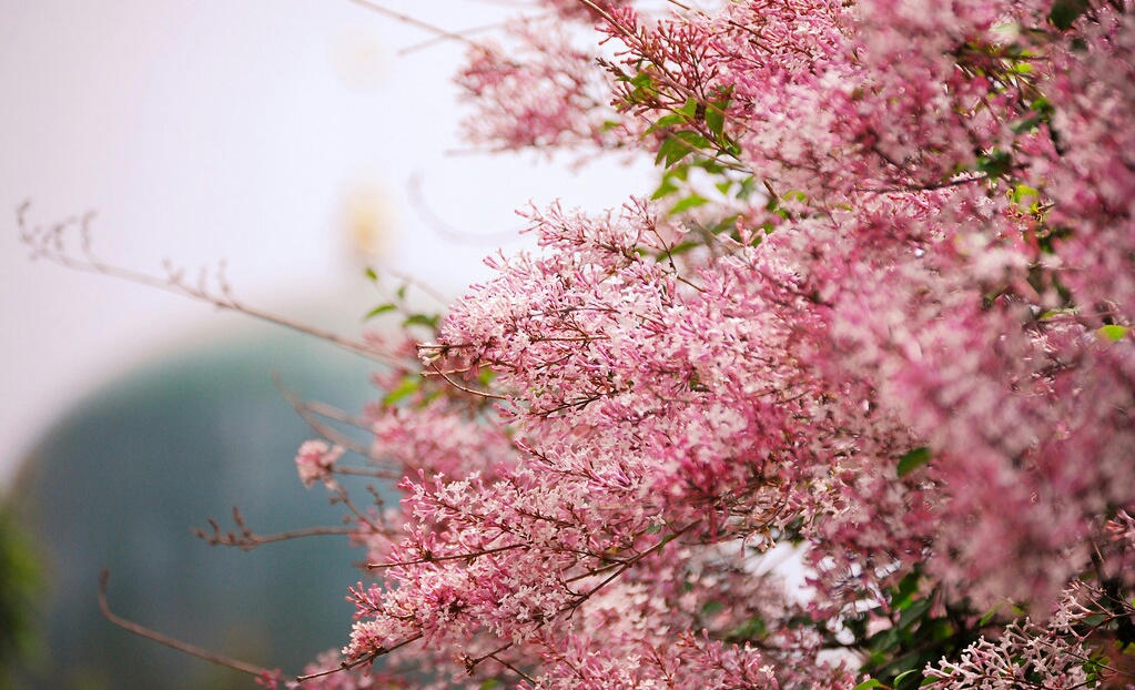 各种常见的花语,一些花的花语