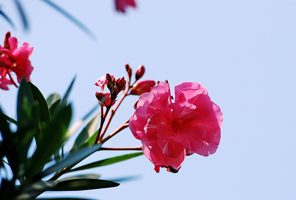 各种常见的花语,一些花的花语