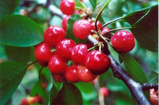 口腔溃疡疼痛难忍正确处理方法,口腔溃疡疼痛难忍反复发作怎么办