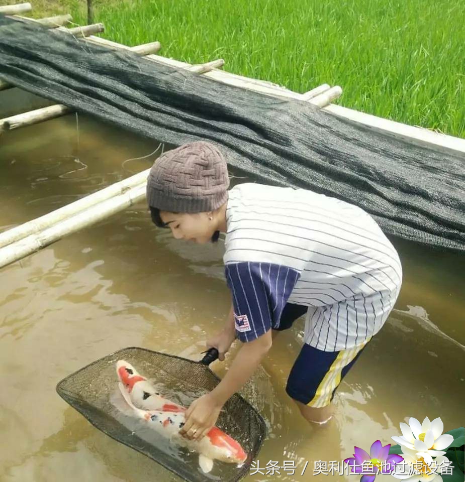 不会撩妹的锦鲤，不是一条好锦鲤！