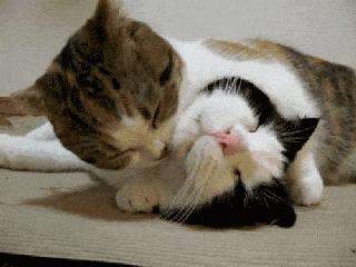 被猫抓伤了需要打疫苗吗,孕期被猫咪抓伤需要打疫苗吗