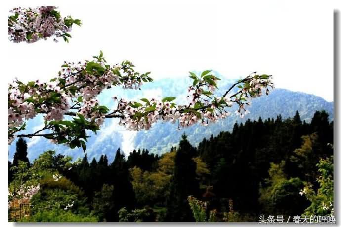 台湾阿里山仙境美如画,台湾省阿里山风景