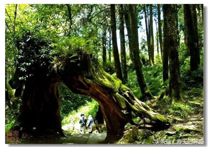 台湾阿里山仙境美如画,台湾省阿里山风景