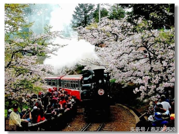 台湾阿里山仙境美如画,台湾省阿里山风景