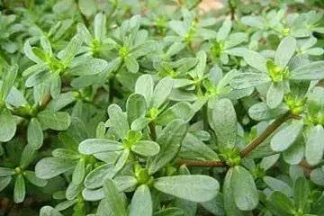 君若识草草为宝——话不尽这神奇的民间草药!