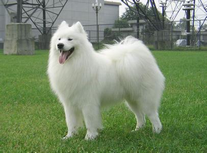 世界名犬排名前十名哪种最易训,十种名犬图及特色介绍