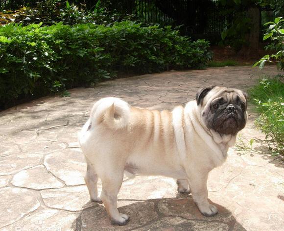 世界名犬排名前十名哪种最易训,十种名犬图及特色介绍