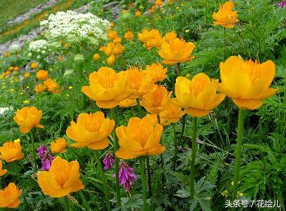 旱金莲花观赏图片,旱金莲花的功效与作用图解