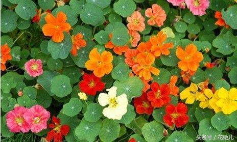 旱金莲花观赏图片,旱金莲花的功效与作用图解