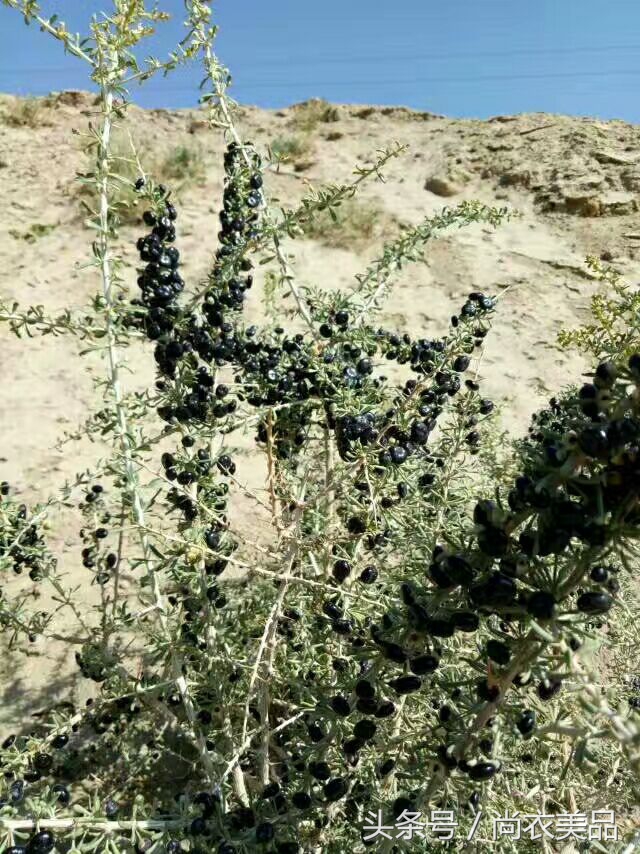 新疆最好的黑枸杞多少钱一斤,新疆黑枸杞的介绍