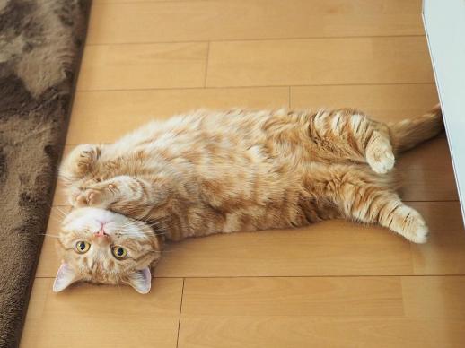 这对短腿兄妹猫，我可以在地上趴着看一整天