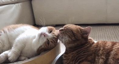 这对短腿兄妹猫，我可以在地上趴着看一整天