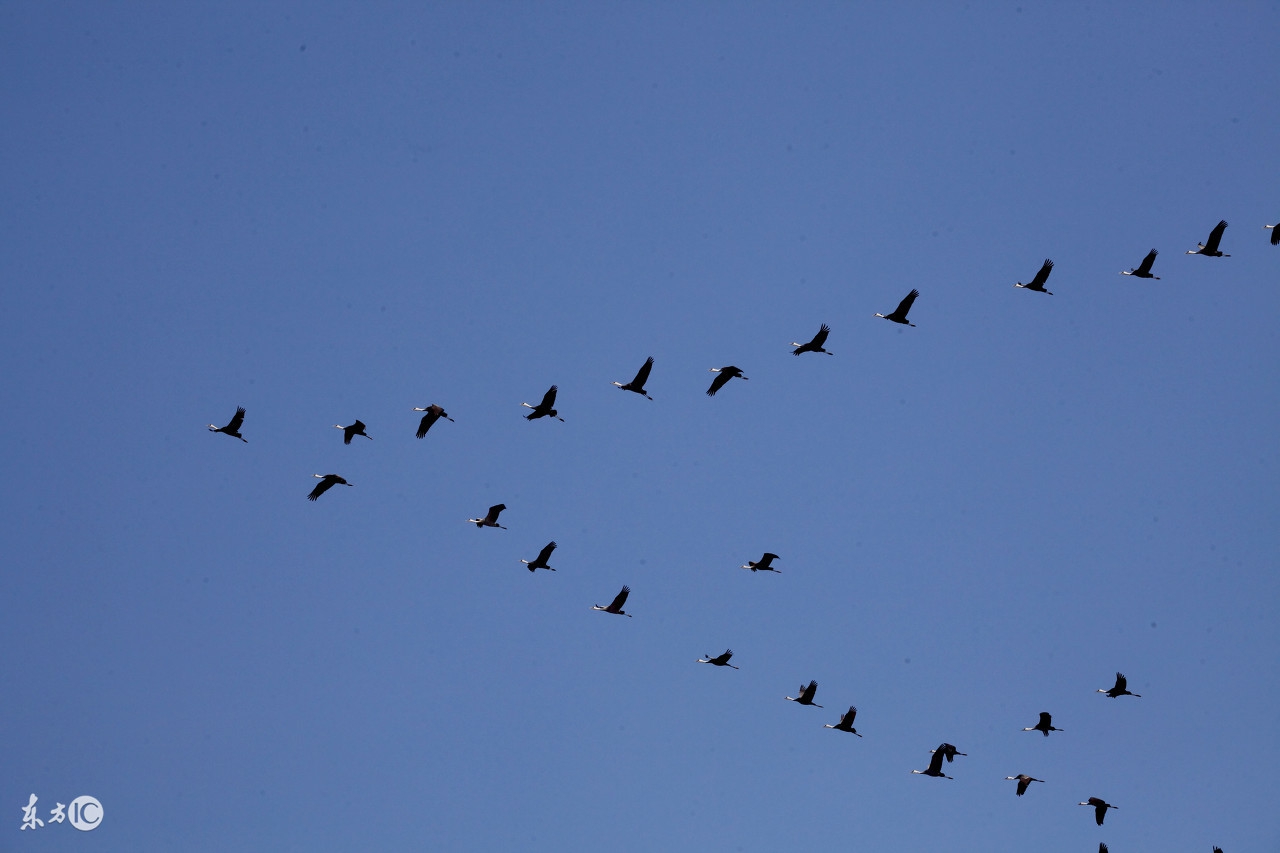 大象恃强凌弱踩死雏雁,大雁联合苍蝇青蛙智取强敌,最终以弱胜强