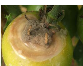 阴天多雨，别让它毁了你辛苦种植的西红柿