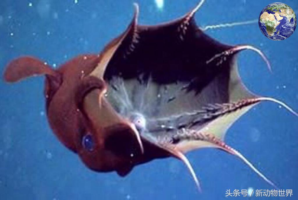 吸血鬼章鱼是吸血鬼乌贼吗,吸血鬼章鱼存在吗