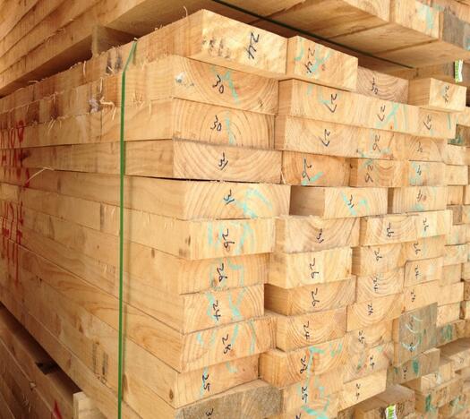 辐射松哪里来,辐射松生长特点是什么