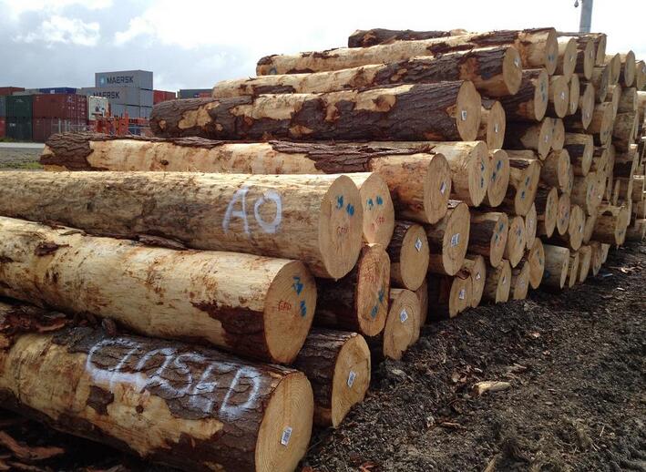 辐射松哪里来,辐射松生长特点是什么