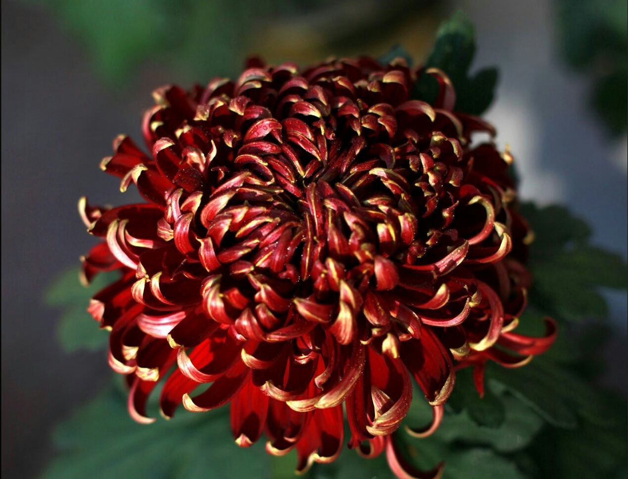 各种常见的花语,一些花的花语