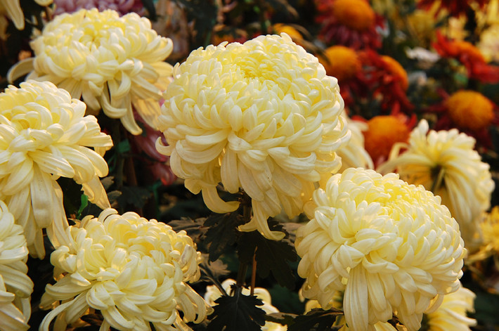 各种常见的花语,一些花的花语