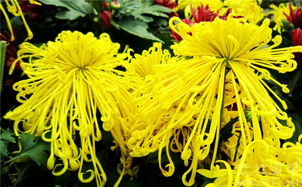 各种常见的花语,一些花的花语