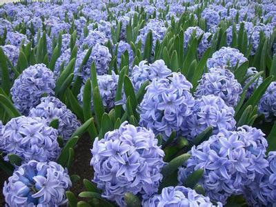 各种常见的花语,一些花的花语