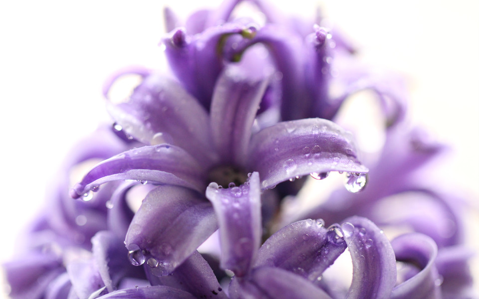 各种常见的花语,一些花的花语