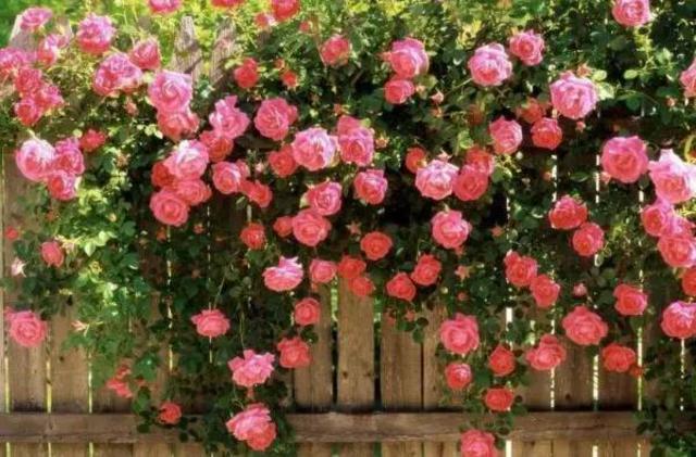 各种常见的花语,一些花的花语