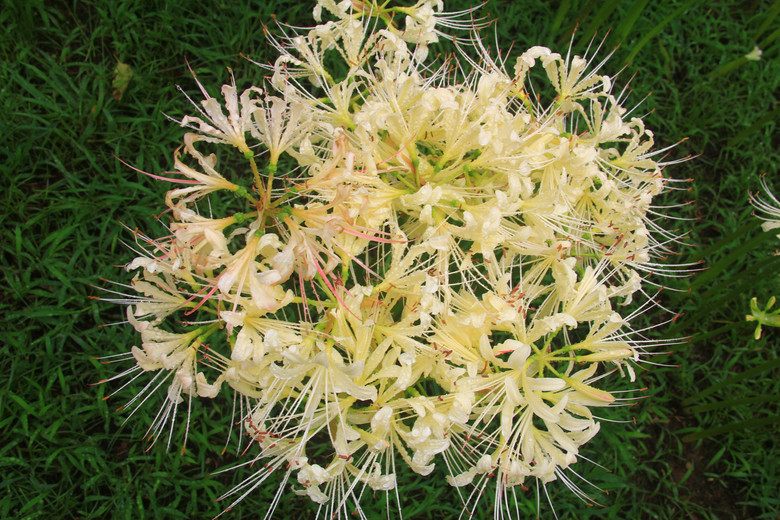 各种常见的花语,一些花的花语